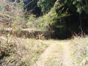 奥多摩町梅澤 山林 奥多摩町梅澤 山林